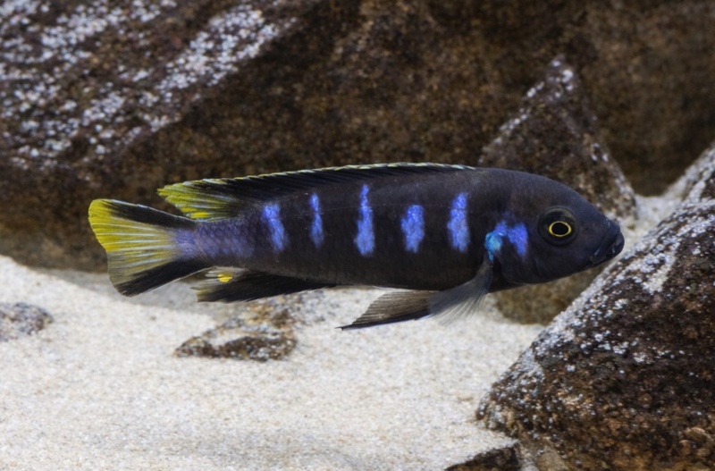 Maylandia melissa 'Chewere'